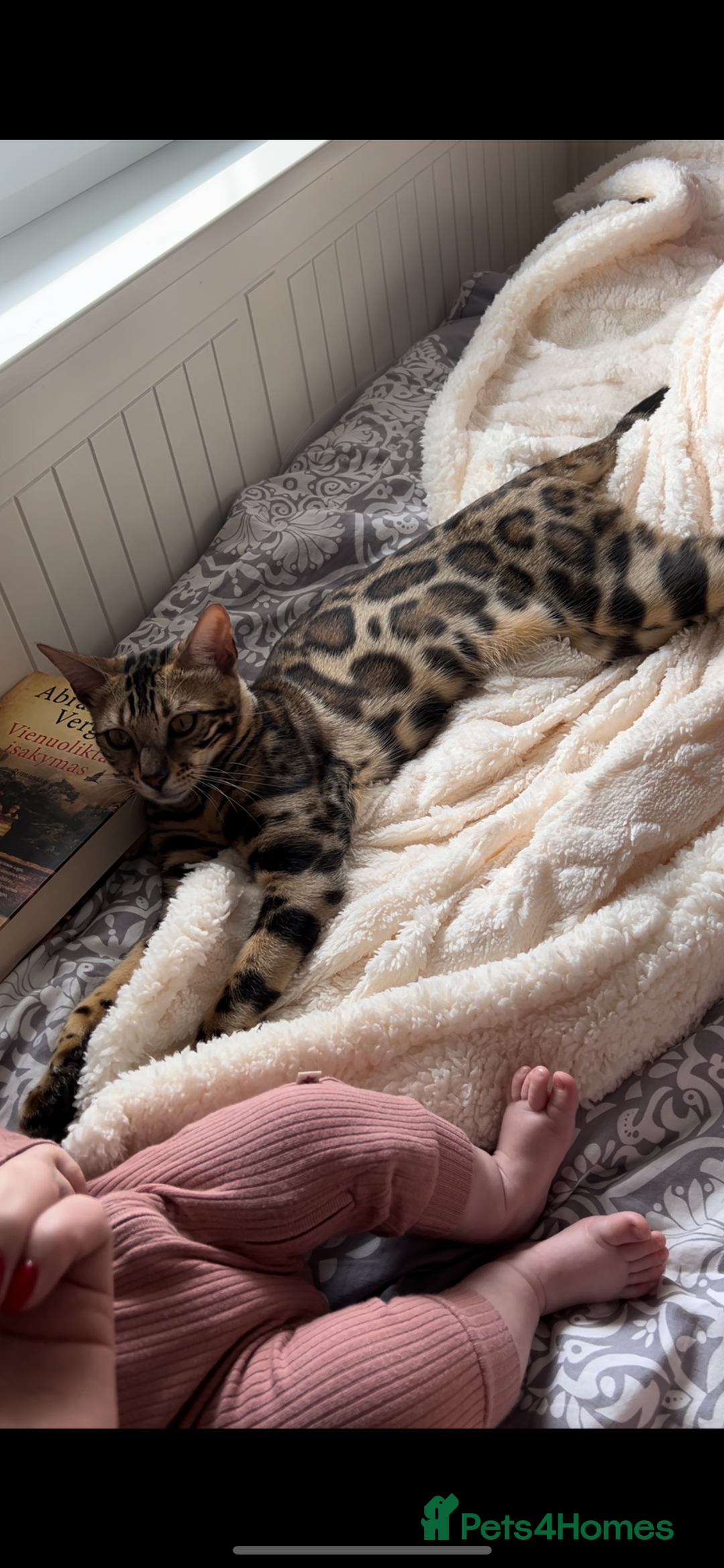 Bengal cats for sale: Adorable Bengal kittens - Image 16