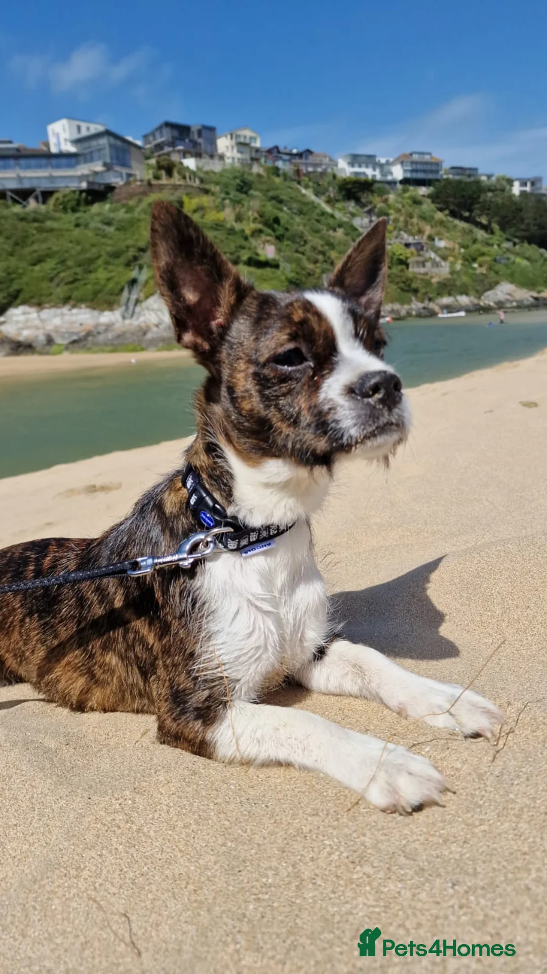 Mixed Breed dogs for sale: Beautiful solid puppies - Advert 26