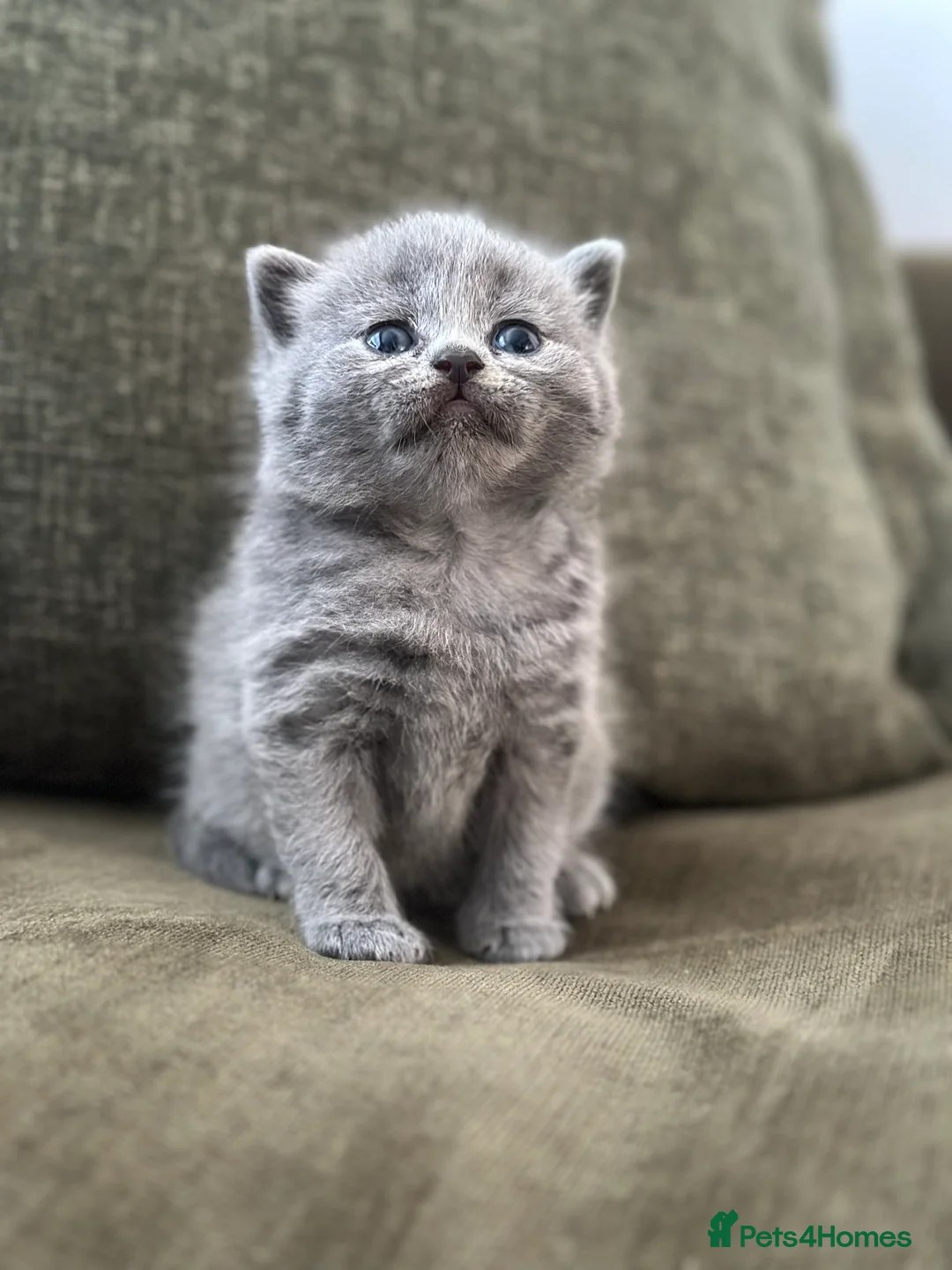 British Shorthair cats for sale: GCCF Registered British Shorthair kittens  - Advert 15