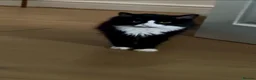 British Longhair cats for sale: Black & White Tuxedo Cat Loving & Laid-Back - Advert 3