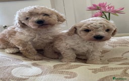 Miniature Poodle dogs for sale: One gorgeous girl and one beautiful boy - Image 2