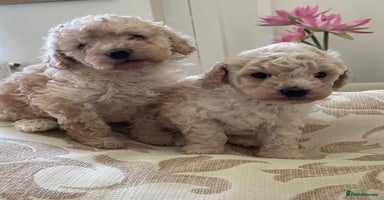 Miniature Poodle dogs - Advert 10
