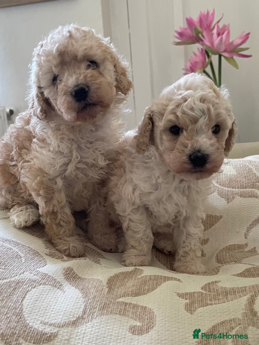 Miniature Poodle dogs for sale: One gorgeous girl and one beautiful boy - Image 2