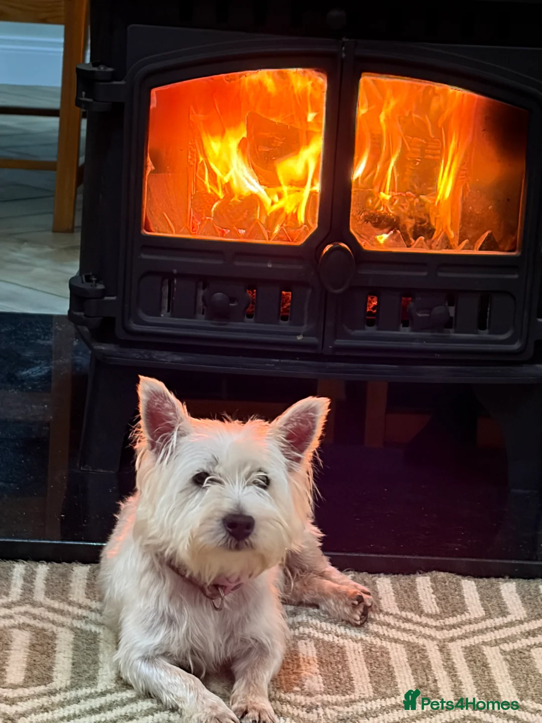 West Highland Terrier dogs for sale: West Highland Terrier puppies.  - Advert 18