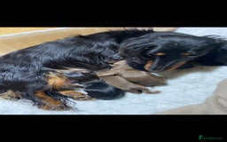 Miniature Dachshund dogs for sale: Stunning top quality miniature dachshund babies  - Advert 8