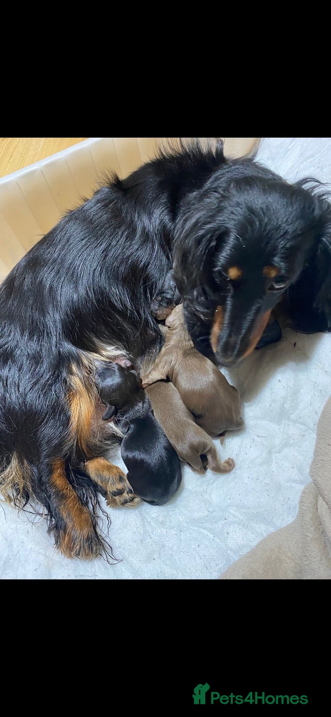 Miniature Dachshund dogs for sale: Stunning top quality miniature dachshund babies  - Advert 8