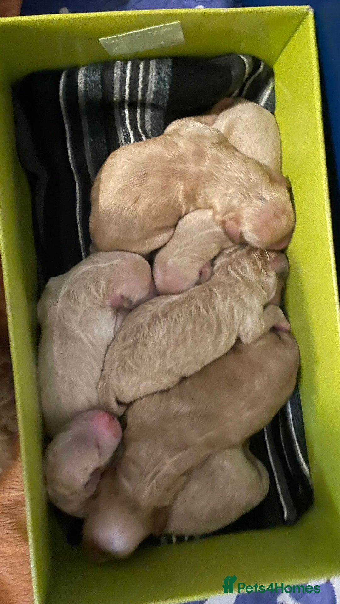 Goldendoodle dogs for stud: Cooper - Proven stud in Haywards Heath - Image 2