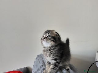 British Shorthair cats 2 amazing boys - £400 Superfecundation! - Advert 4