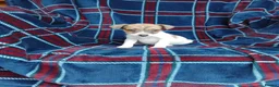 Jack Russell dogs for sale: Jack russell pups for sale - Advert 11