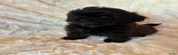 Shihpoo dogs for sale: Imperial shihpoo puppies - Advert 7