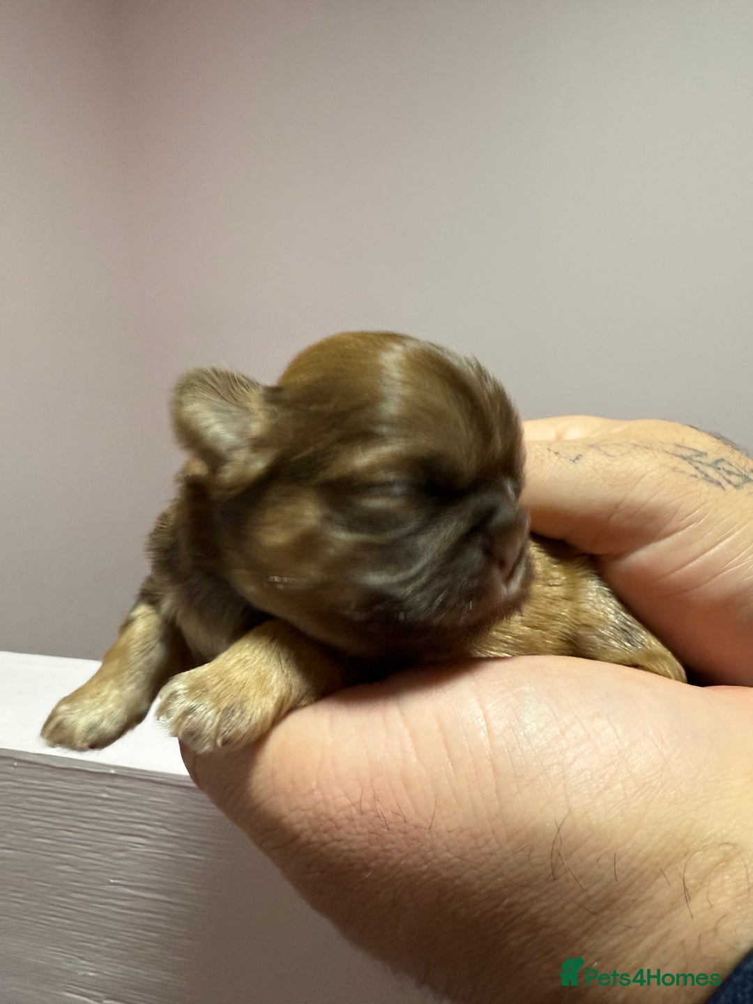 Shih Tzu dogs for sale: 💙 Gorgeous Imperial Shih Tzu Boys 💙 - Image 11