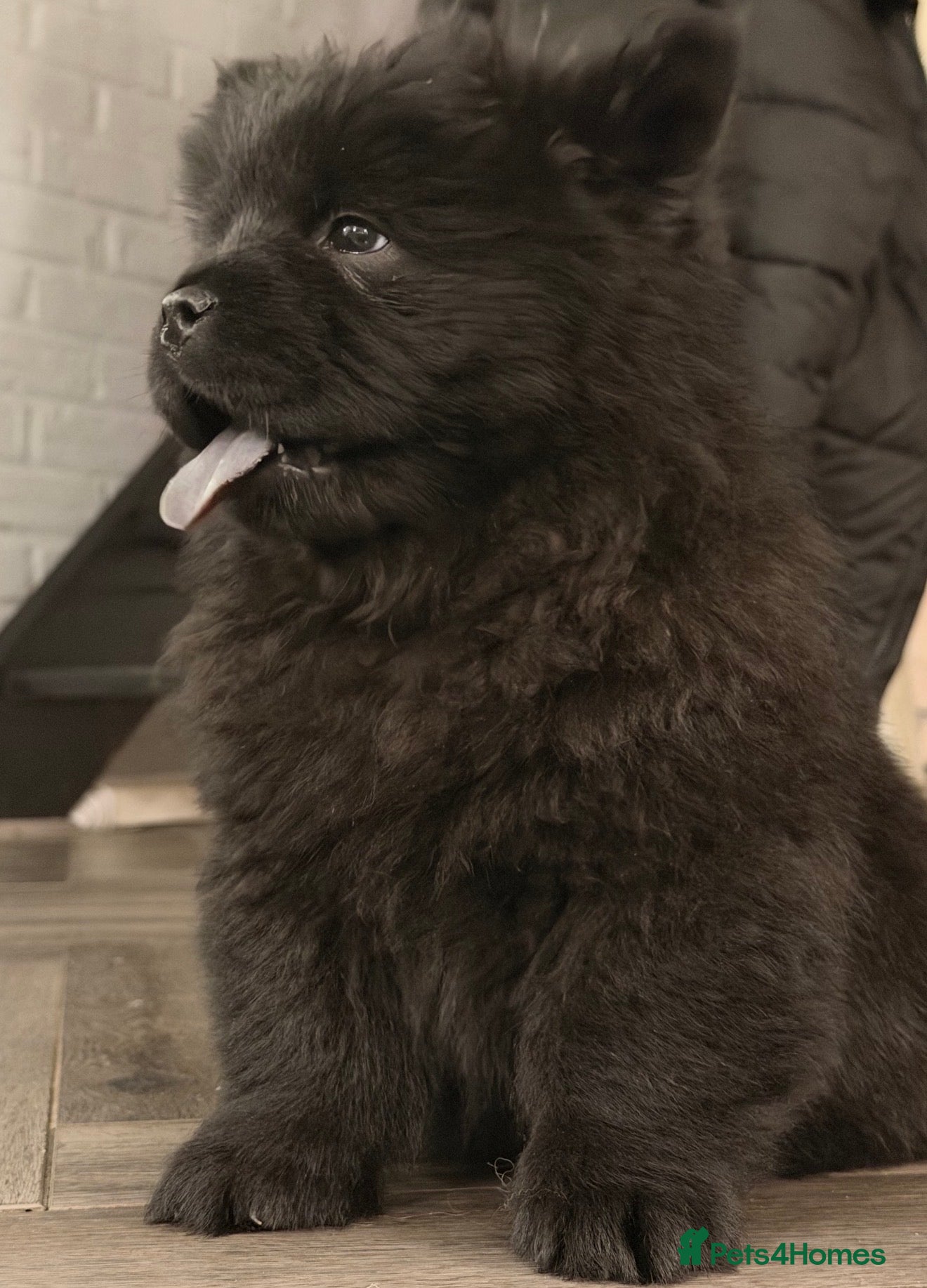 Chow Chow dogs Ready to leave 💙 - Advert 13