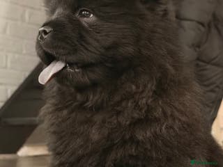 Chow Chow dogs Ready to leave 💙 - Advert 15