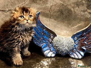 Scottish Fold cats for sale: Four wonderful Scottish Fold/straight kittens - Advert 2