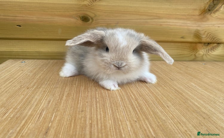 Mini Lop rabbits - Advert 10