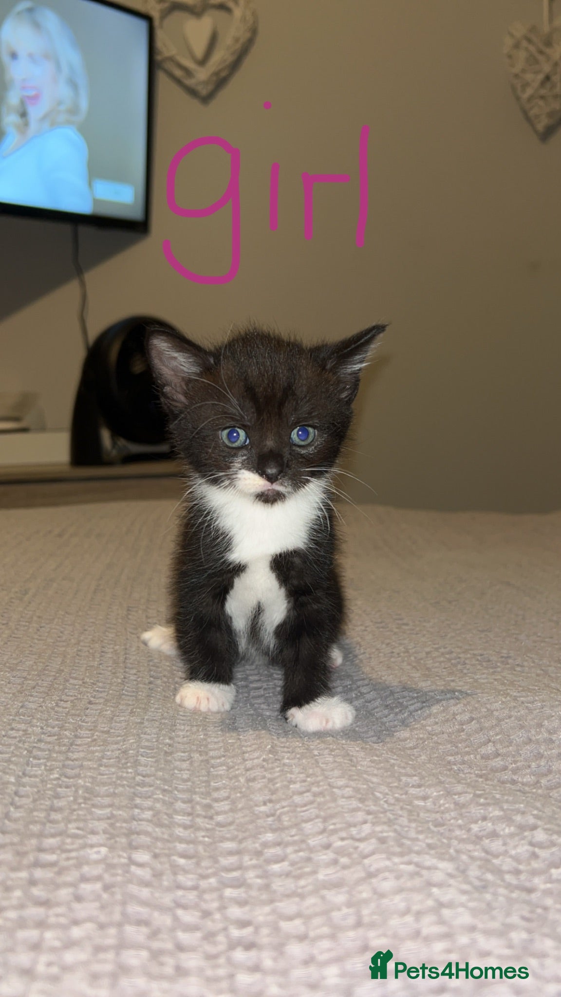 Mixed Breed cats Gorgeous kittens for sale  - Advert 9