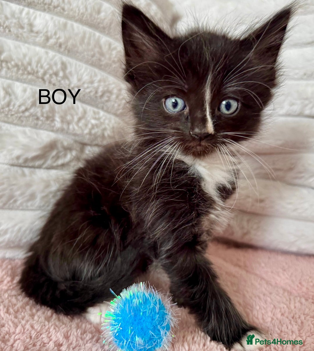 Ragdoll cats for sale: Beautifull X Ragdoll Kittens - Image 2