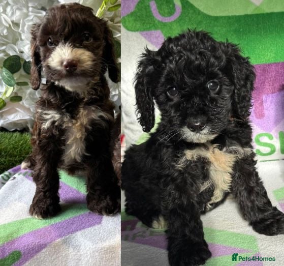 Cockapoo dogs F1 various mini cockapoos 30 dna health tested clr - Advert 14