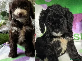 Cockapoo dogs F1 various mini cockapoos 30 dna health tested clr - Advert 14