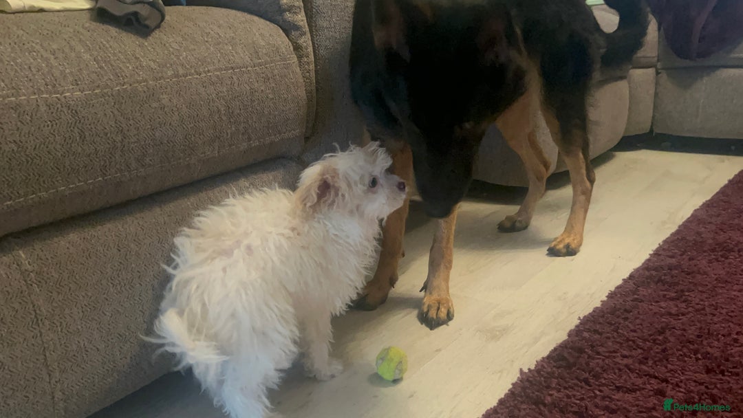 Chipoo dogs for sale: REDUCED F1 Chipoo Female Puppy - Image 5