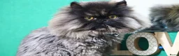Persian cats for sale: 1 year old Females  - Advert 9
