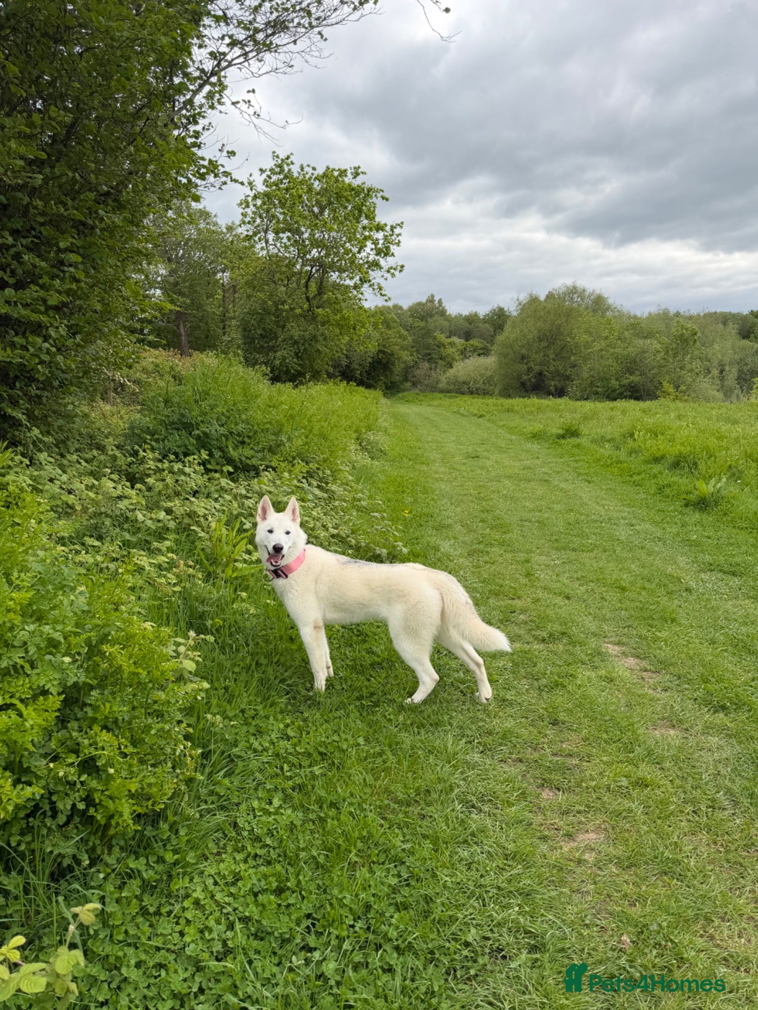 Huskita dogs Husky X Akita - Advert 3