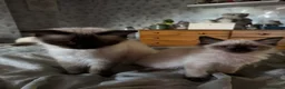 Ragdoll cats for sale: Ragdoll kittens - Advert 8