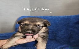 German Shepherd dogs for sale: Stunning German shepherd puppies  - Image 4