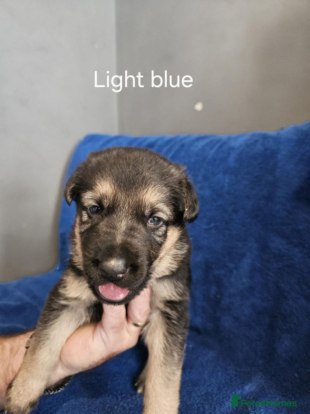 German Shepherd dogs for sale: Stunning German shepherd puppies  - Image 4