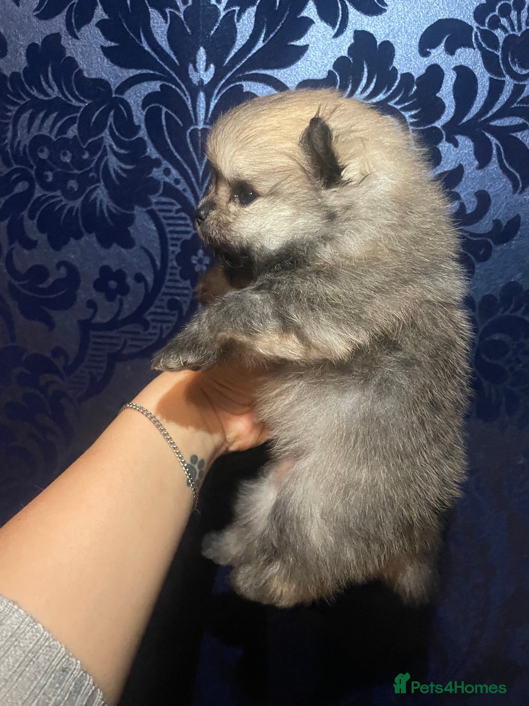 Pomeranian dogs for sale: RARE colour CHAMPION line Pomeranian puppy Pup - Advert 9