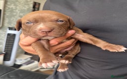 American Bull Staffy dogs for sale: 8 beautiful Amstaff puppies - Image 8