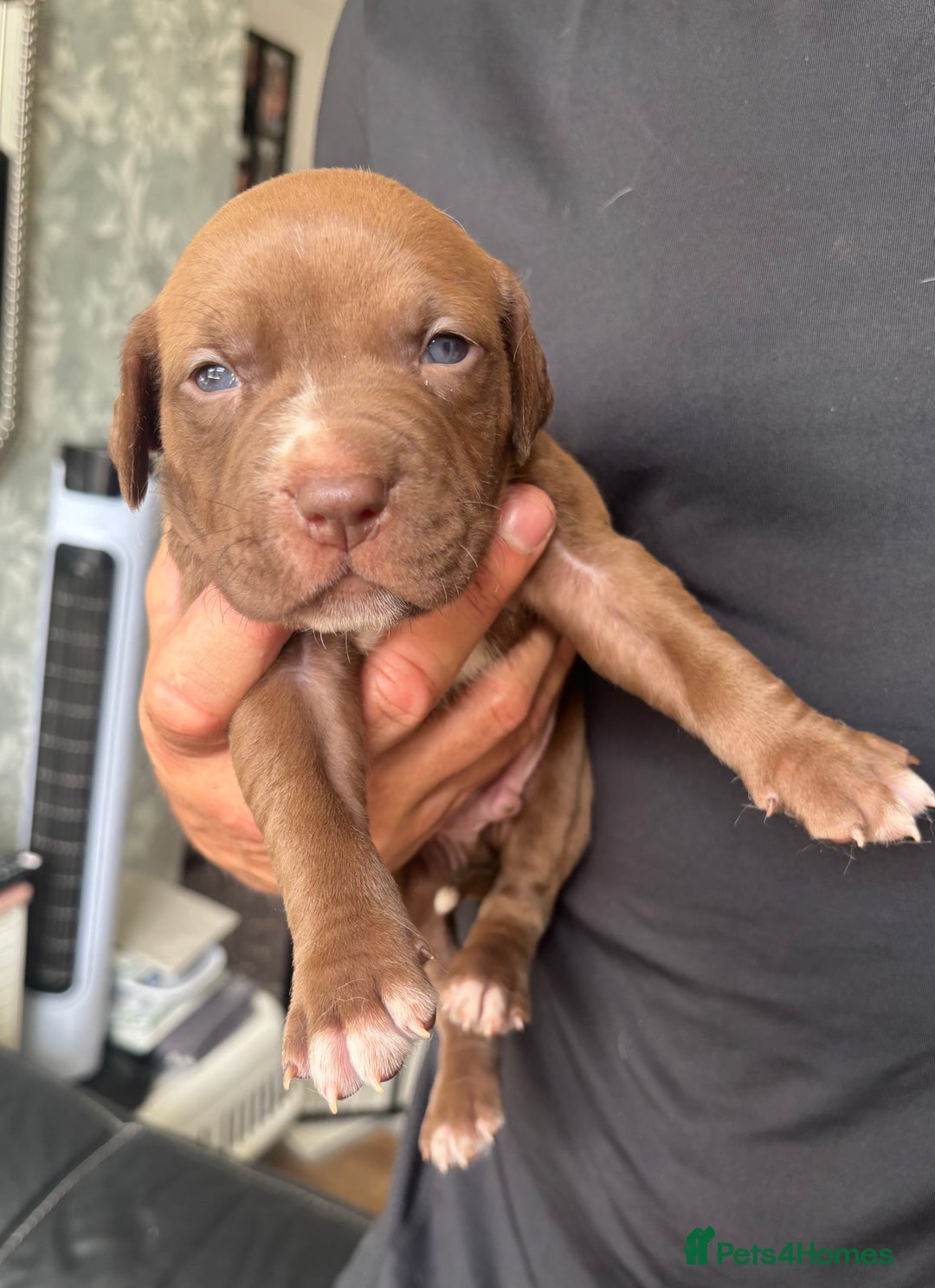 American Bull Staffy dogs for sale: 8 beautiful Amstaff puppies - Image 8