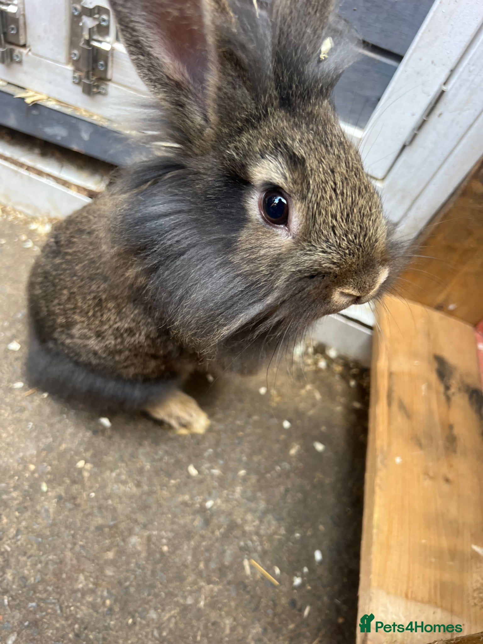 Mixed Breed rabbits  Baby rabbits for sale  - Advert 3