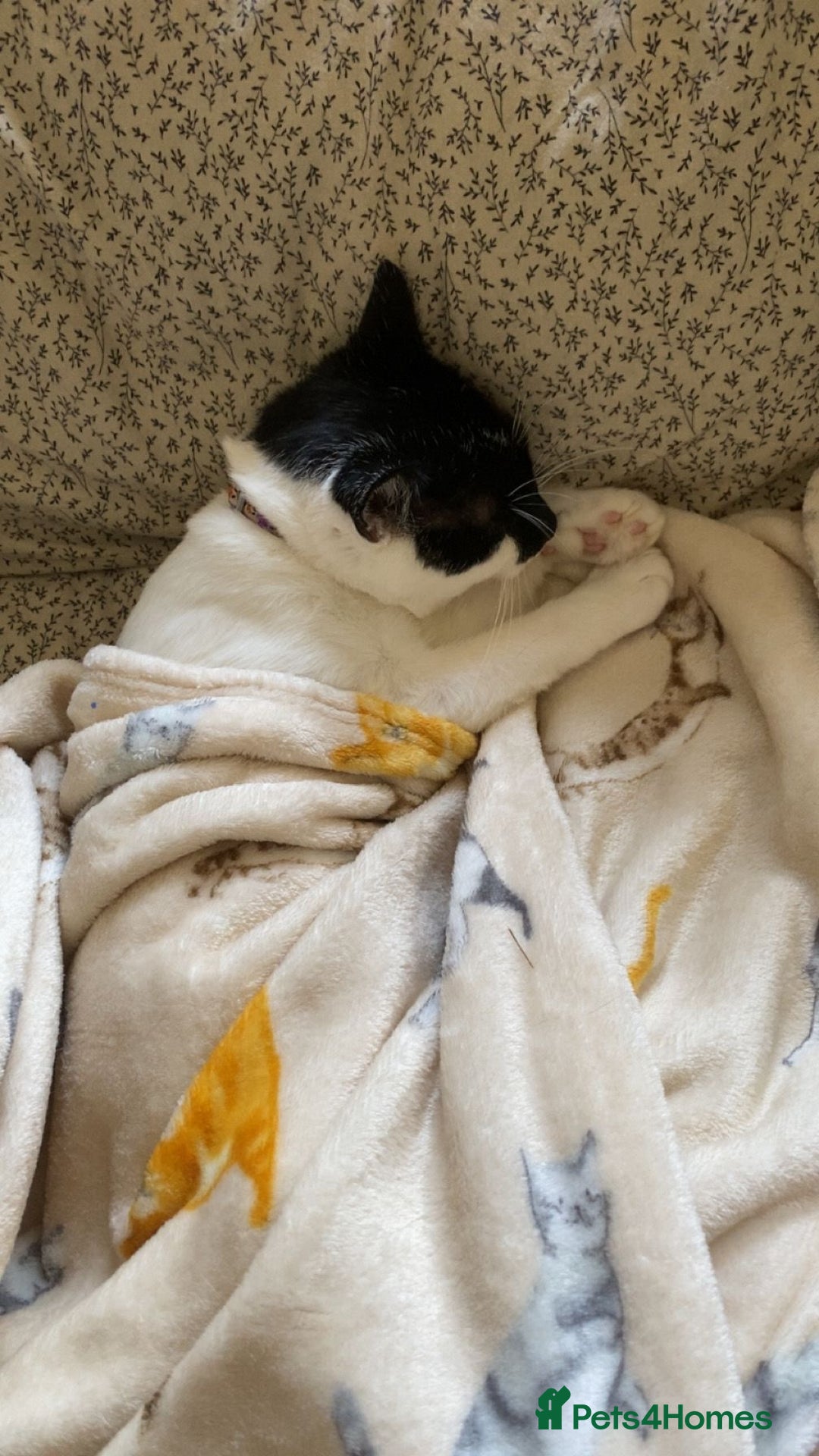 Mixed Breed cats for sale: Male cat - Image 3