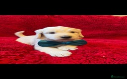 Double Doodle dogs for sale: Beautiful Double Doodles puppies  - Image 10
