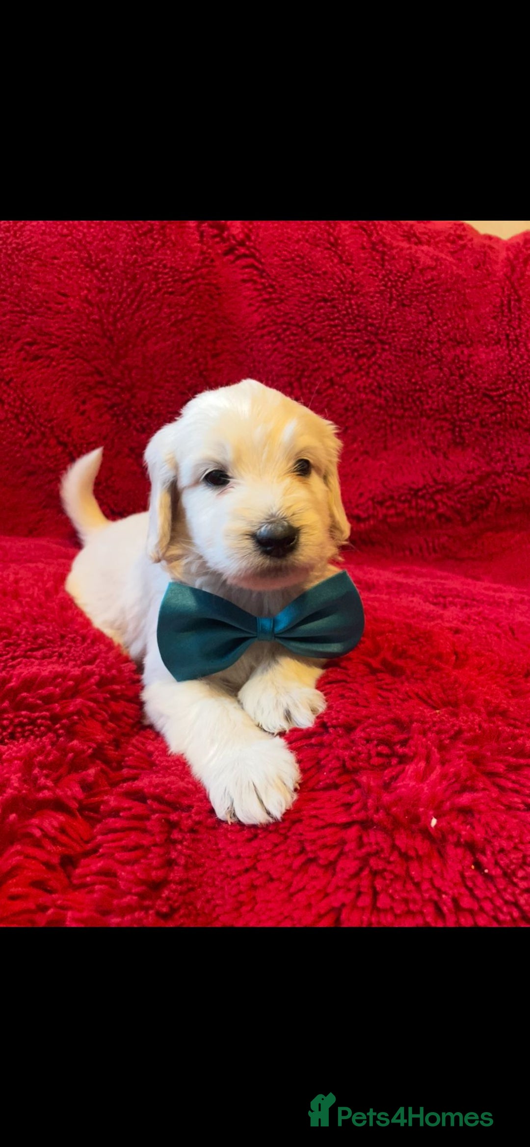 Double Doodle dogs for sale: Beautiful Double Doodles puppies  - Image 10