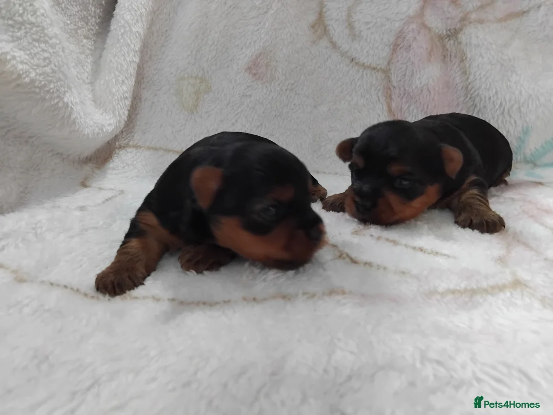 Yorkshire Terrier dogs for sale: Ours gorgeous puppies looking for loving home  - Advert 5
