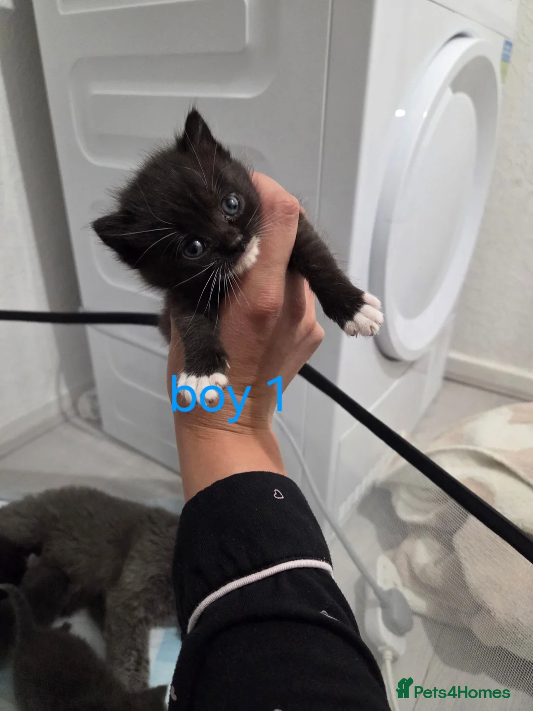 British Shorthair cats for sale: British shorthair X kittens - Advert 6