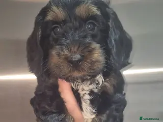Cockapoo dogs F1 SHOW extensively health tested cockerpoo - Advert 6