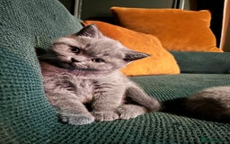 British Shorthair cats for sale: Kind Souls Fluffy Coats British Shorthair Kittens - Image 6