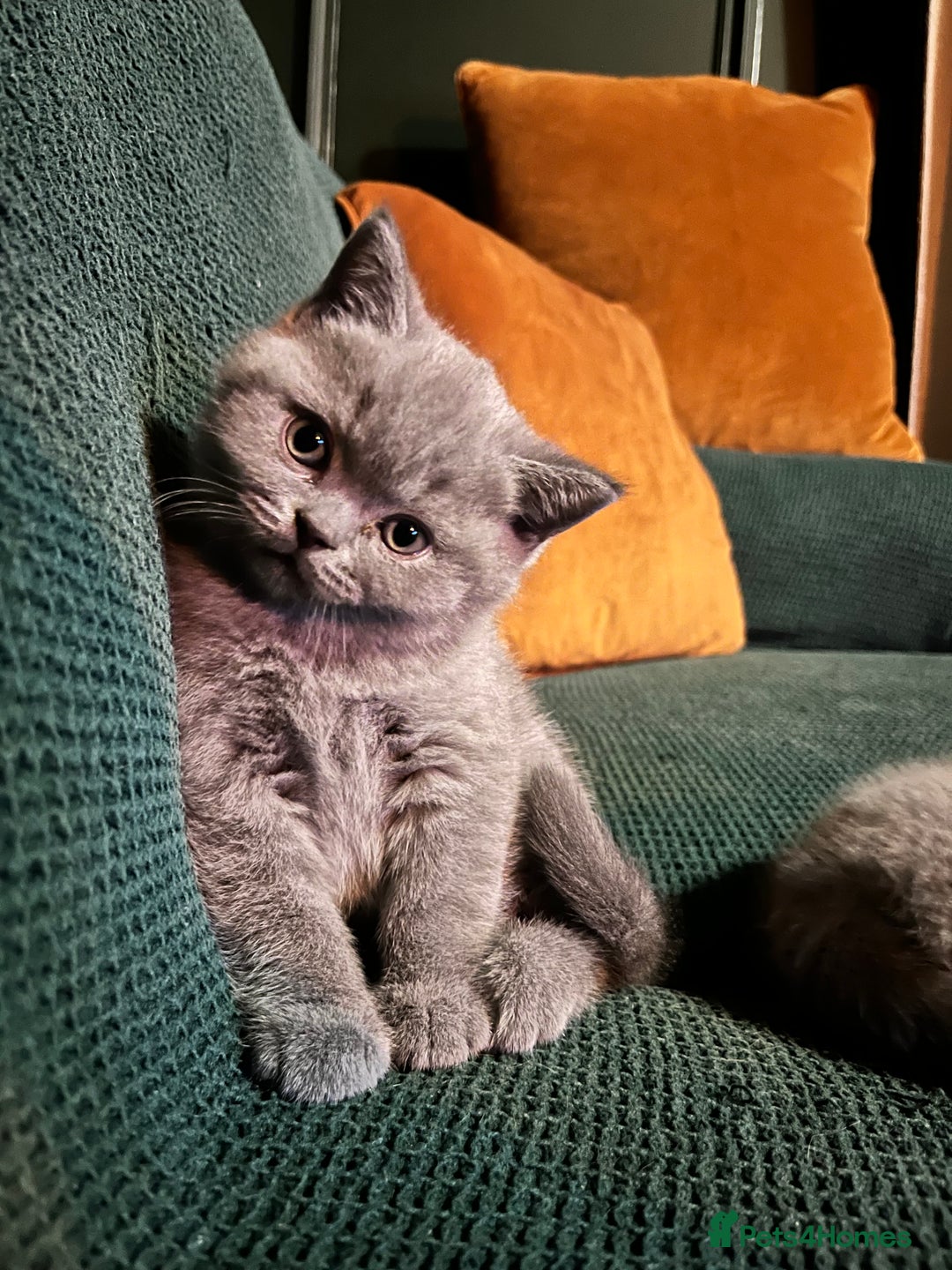 British Shorthair cats for sale: Kind Souls Fluffy Coats British Shorthair Kittens - Image 6