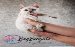Bengal cats for sale: Champion line Superb Bengal Kittens  - Image 36