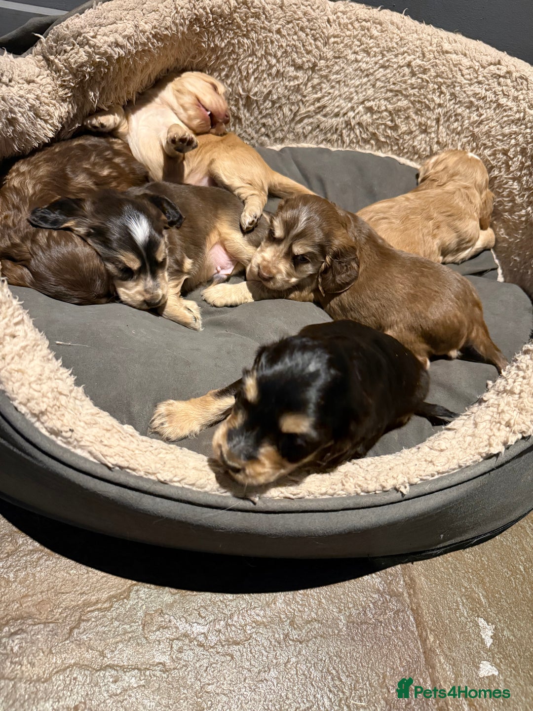 Cocker Spaniel dogs for sale: Wonderful show type cocker spaniels - Image 13