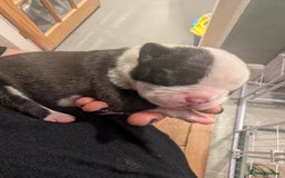 Boston Terrier dogs for sale: KC registered BOSTON TERRIER PUPPIES  - Image 10