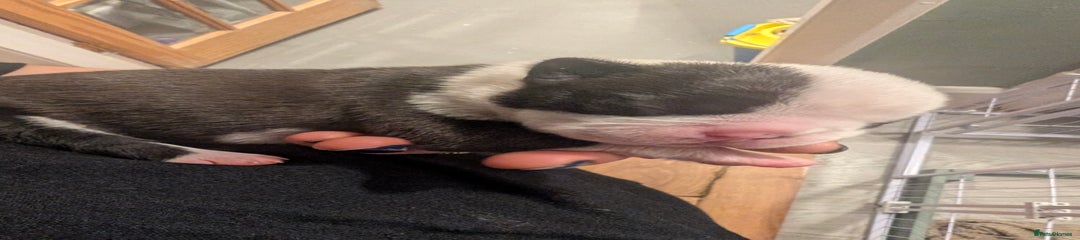 Boston Terrier Puppy 2