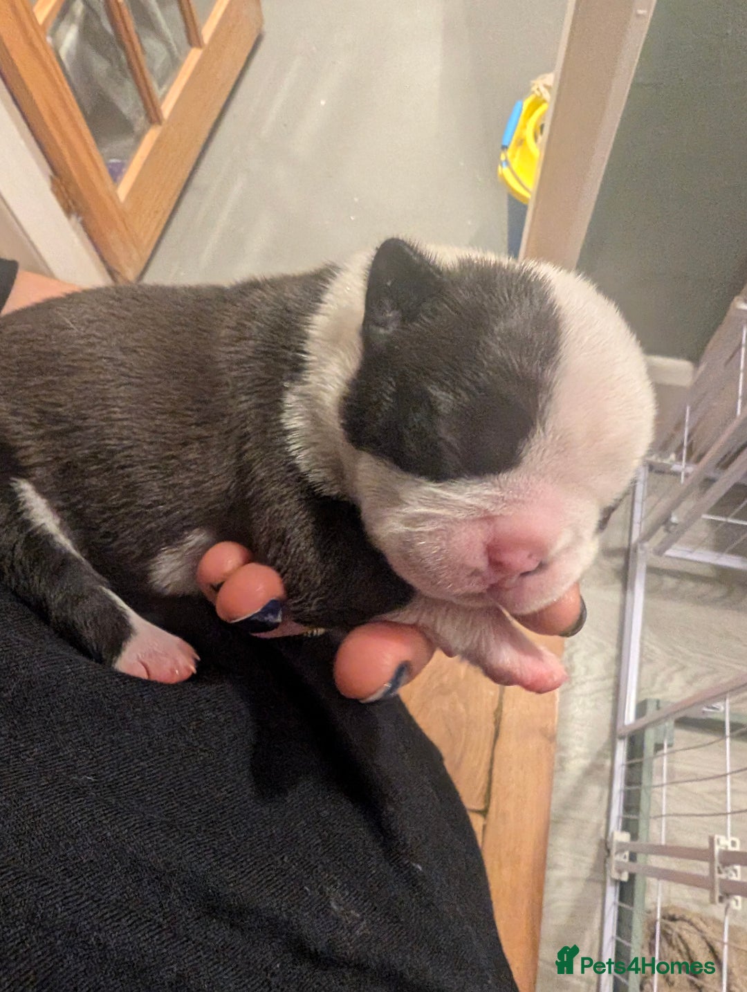 Boston Terrier dogs for sale: KC registered BOSTON TERRIER PUPPIES  - Image 10