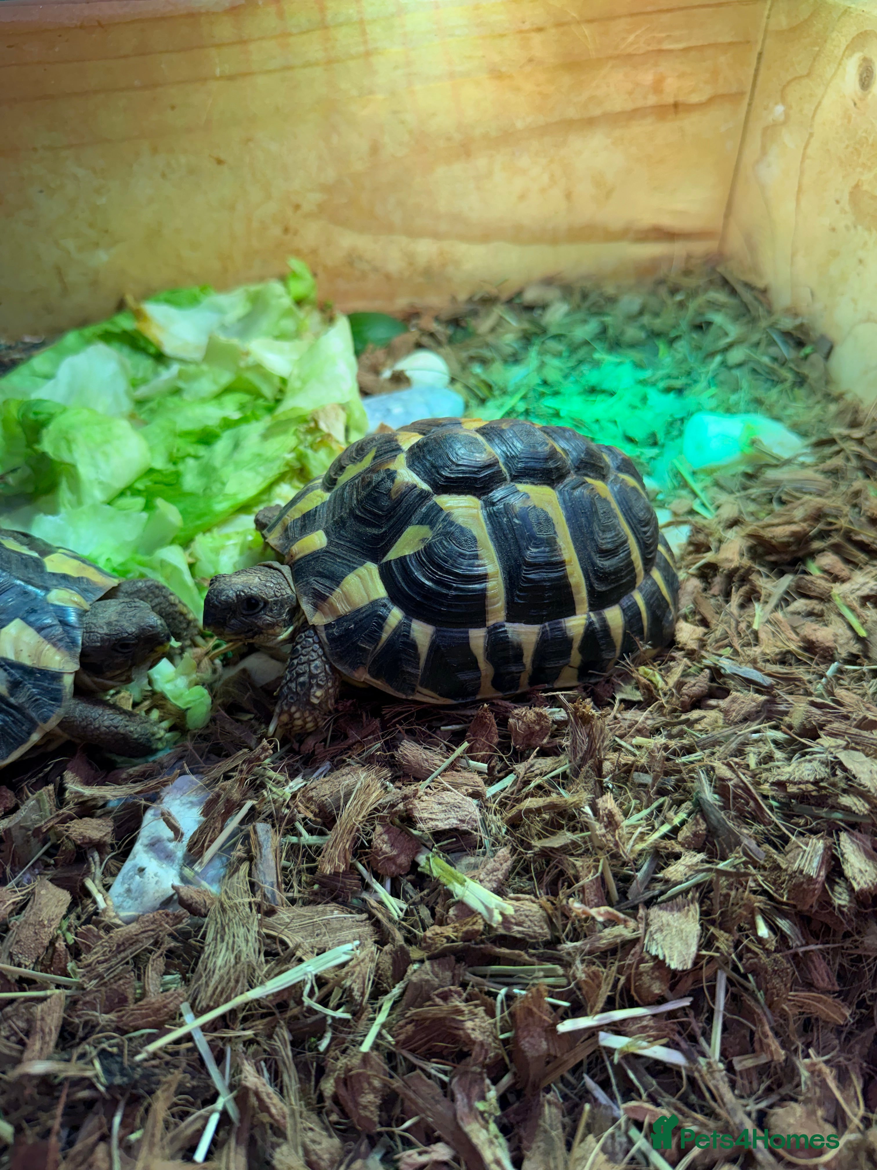 Hermann Tortoise reptiles Western dwarf Tortoise - Advert 6