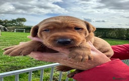 Labrador Retriever dogs for sale: 1st Class ⭐️⭐️⭐️⭐️⭐️ Licensed - Image 8