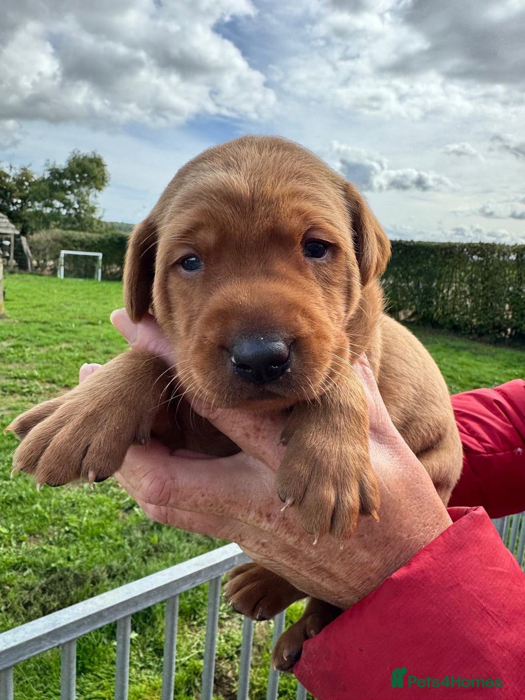 Labrador Retriever dogs for sale: 1st Class ⭐️⭐️⭐️⭐️⭐️ Licensed - Image 8