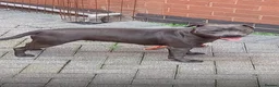 Staffordshire Bull Terrier dogs for sale: 🐾SPECTACULAR BLUE STAFFORDSHIRE BULL TERRIERS 🐾 - Advert 5